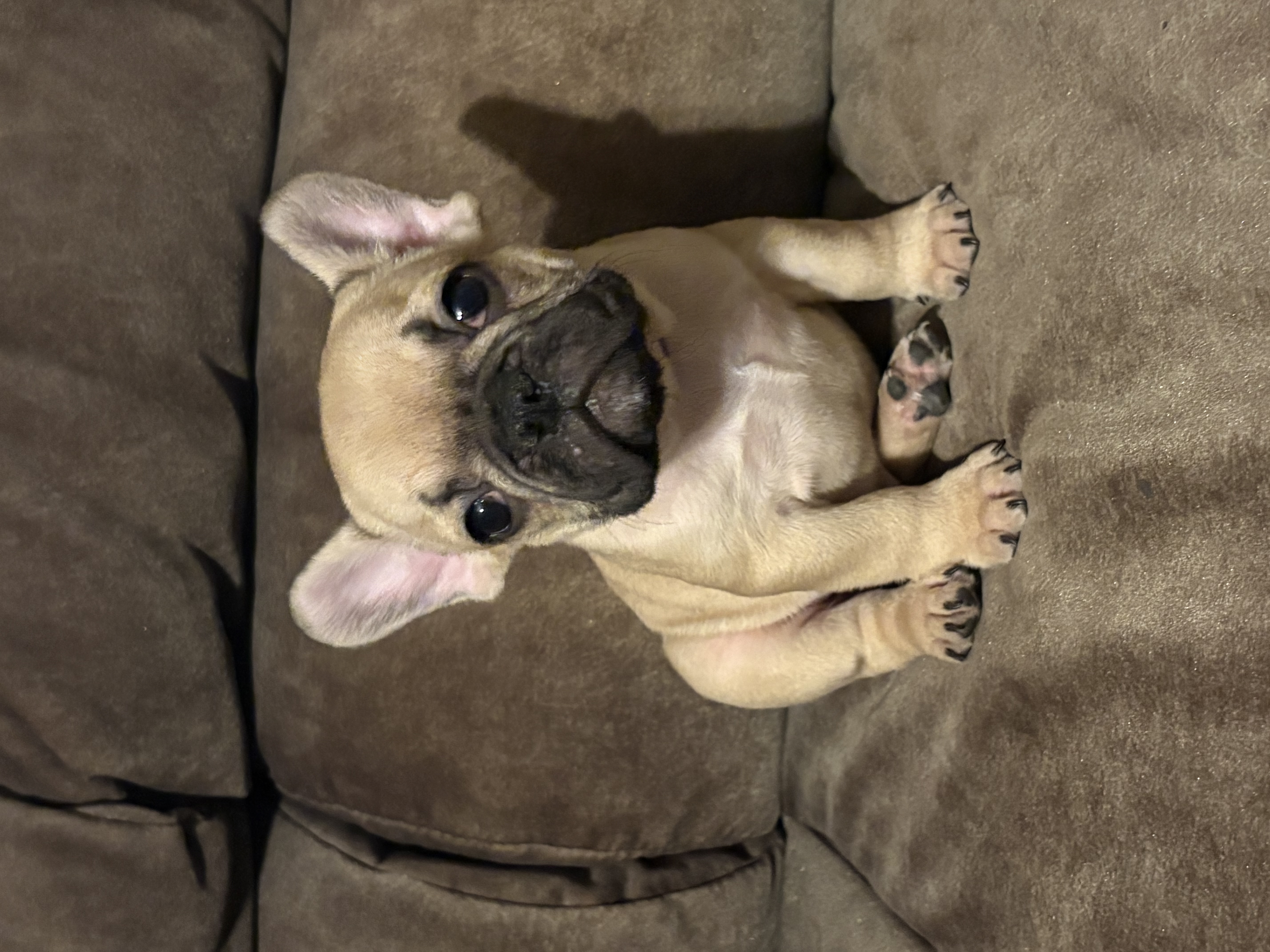Dutch - French Bulldog Puppy