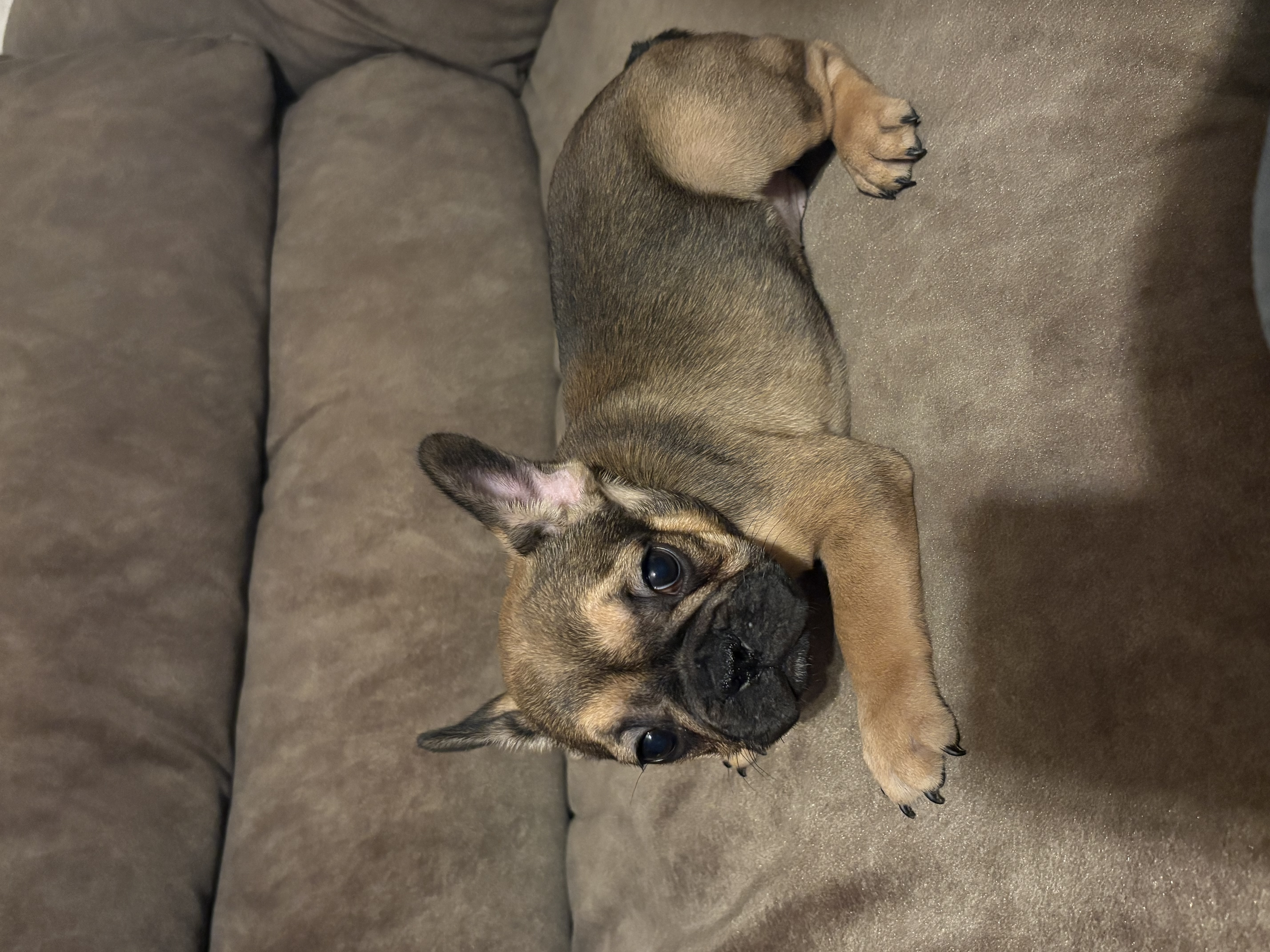 Fella - French Bulldog Puppy