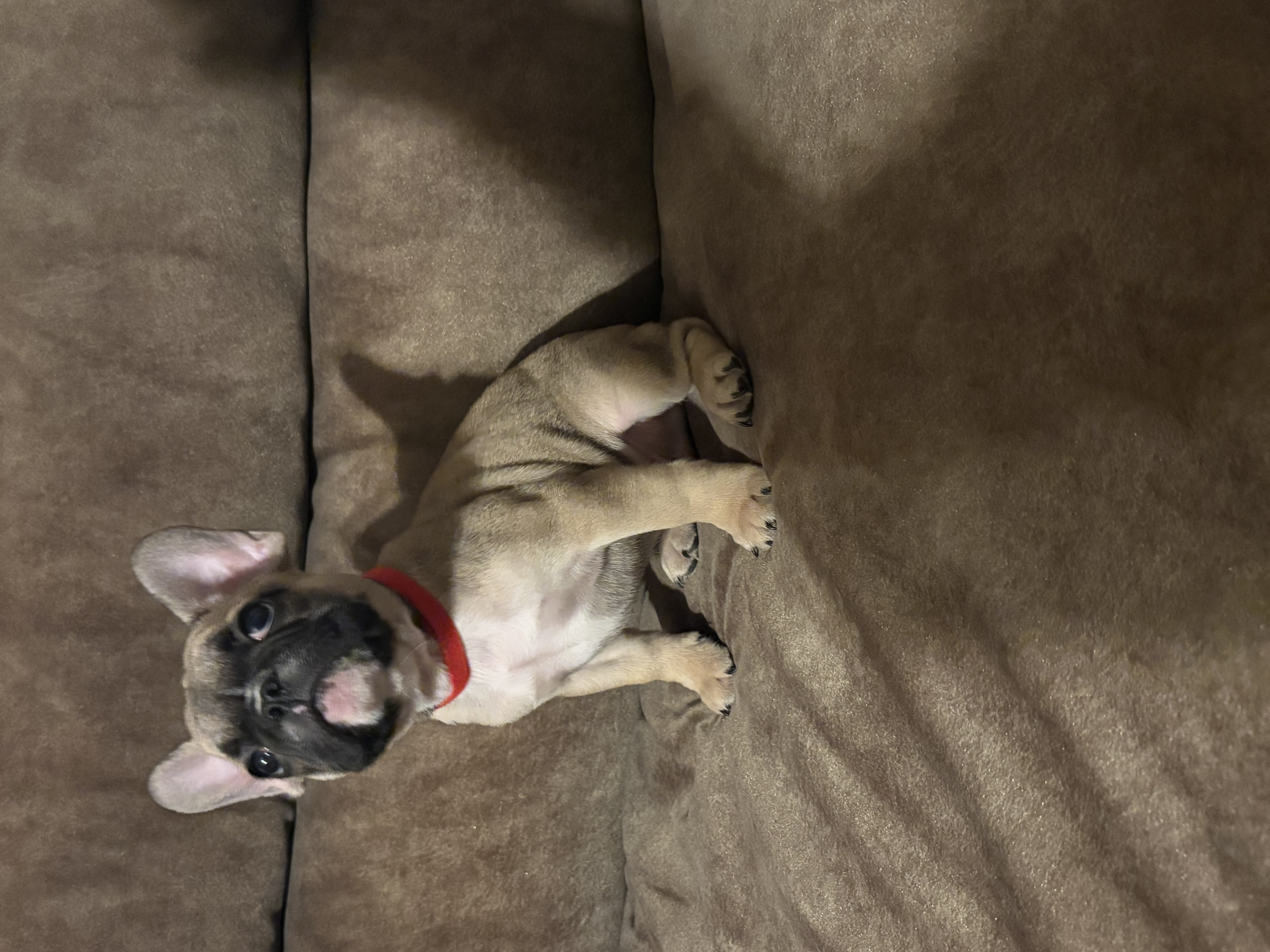 Will - French Bulldog Puppy