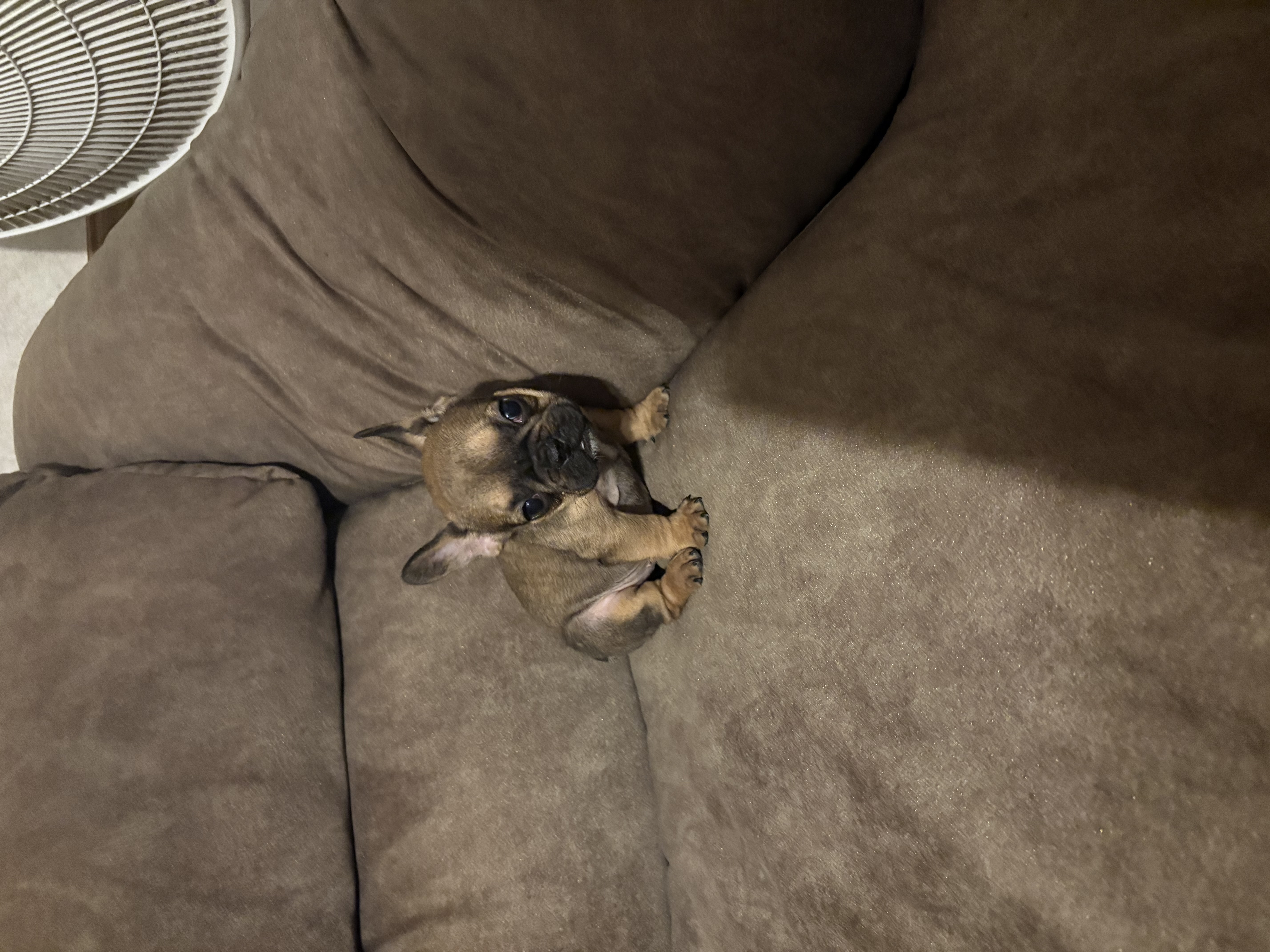 Midget - French Bulldog Puppy